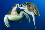 綠海龜水下“深情擁吻” 