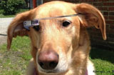 看狗狗怎麼玩谷歌眼鏡