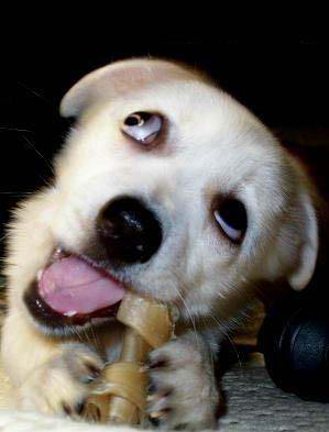 幽默摄影：动物搞笑有爱图再袭来